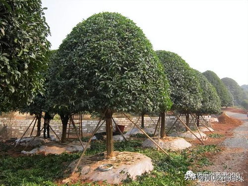 目前農(nóng)村栽什么樹(shù)最有前景 滿(mǎn)足4個(gè)條件,棵棵都是搶手貨