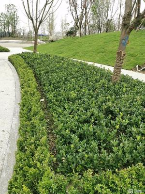 成都市政道路綠化,小區(qū)砍樹、修樹、除草、移栽樹