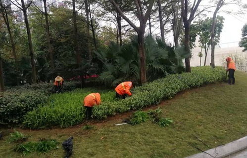 搶抓春日好時(shí)機(jī) 蓬江區(qū)開展綠化養(yǎng)護(hù)行動(dòng)