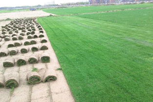 四川混播草坪哪家好 服務為先 永利供應