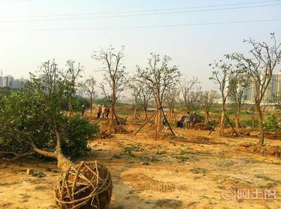 專(zhuān)業(yè)園林綠化施工承接園林綠化工程小區(qū)綠化養(yǎng)護(hù)工廠綠化