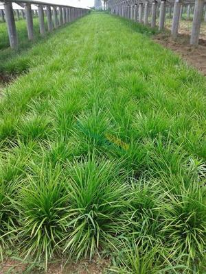 山東麥冬草供應(yīng)與體育場(chǎng)地設(shè)施工程施工一體化服務(wù)